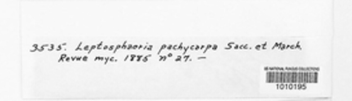 Leptosphaeria pachycarpa image